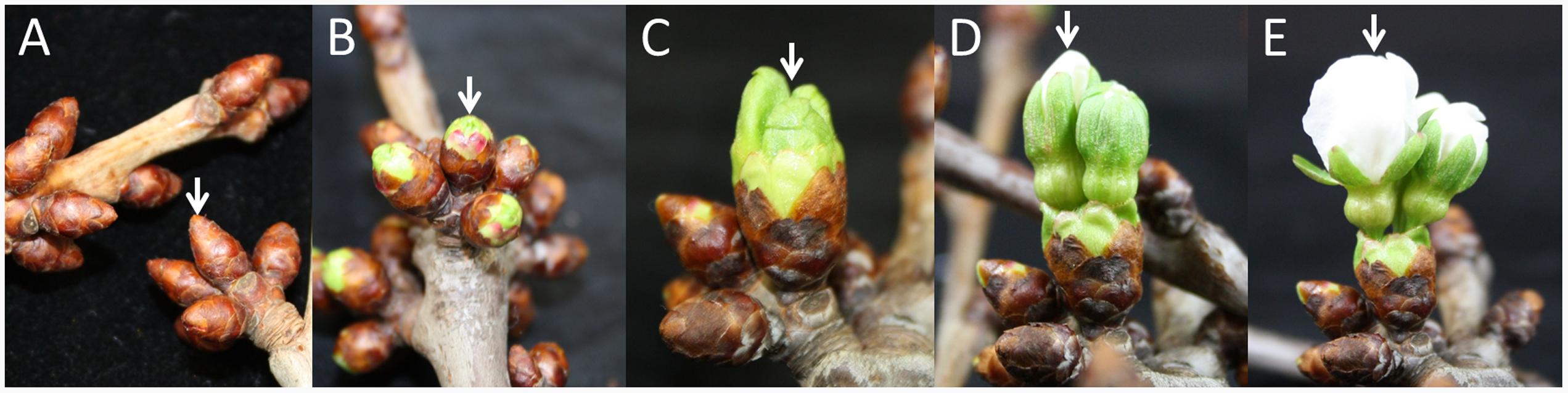 大樱桃花芽分化资料汇总