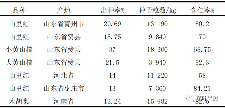 山楂采种树.png