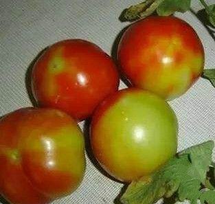 番茄花脸2.jpg
