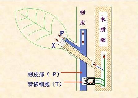 木质部运输.jpg